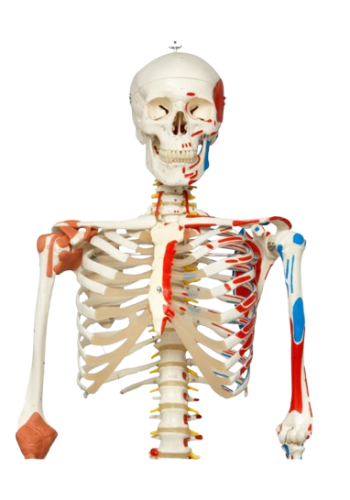 skeleton-model-with-muscles-and-ligaments-sam_1_1-removebg-preview